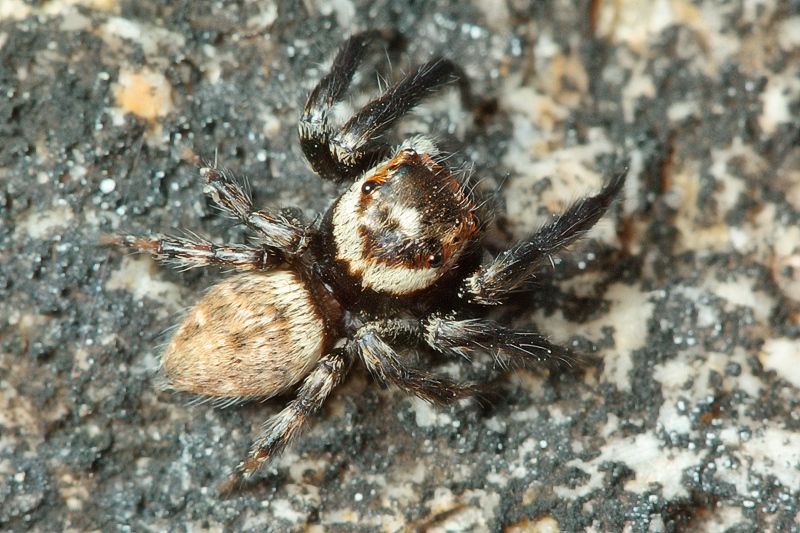 Evarcha jucunda - Malta